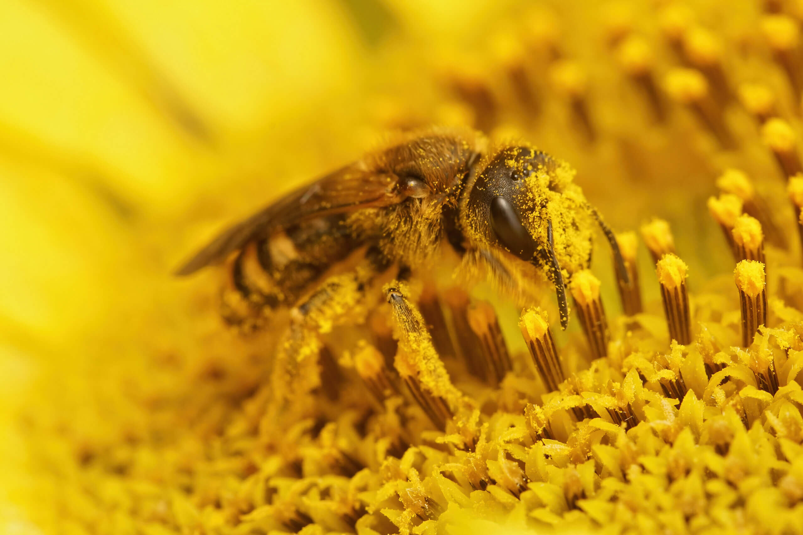 Pollen in Pool
